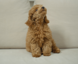 Maltipoo Puppies For Sale Simply Southern Pups